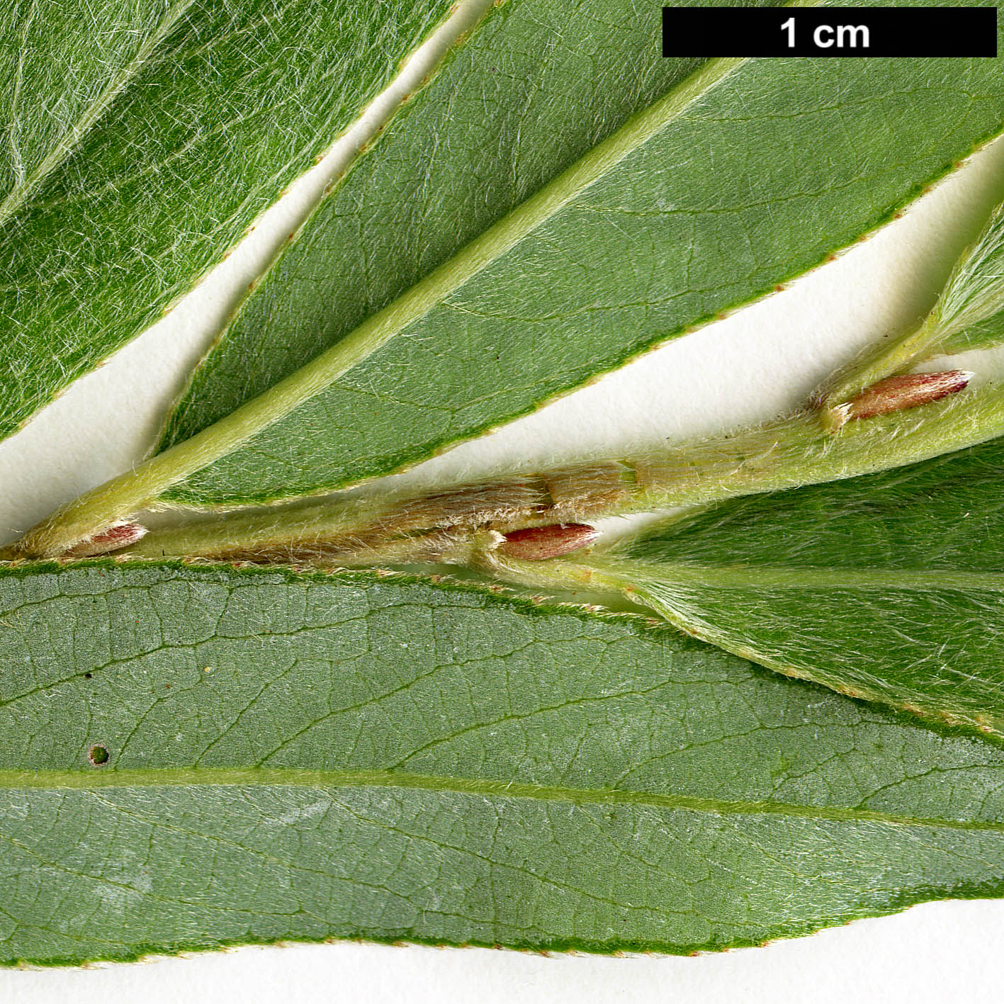 High resolution image: Family: Salicaceae - Genus: Salix - Taxon: alba - SpeciesSub: var. sericea